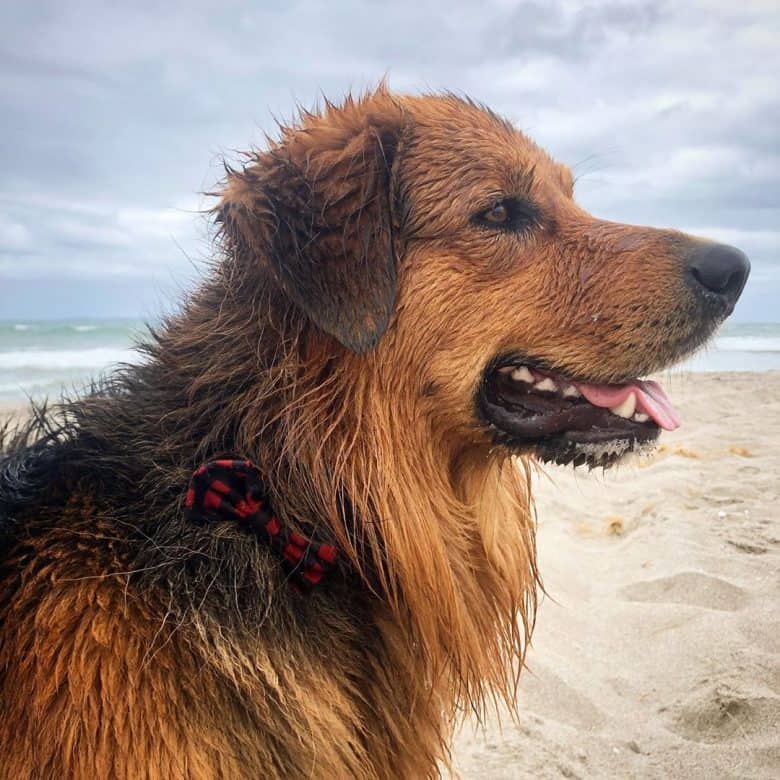 collie mix golden retriever