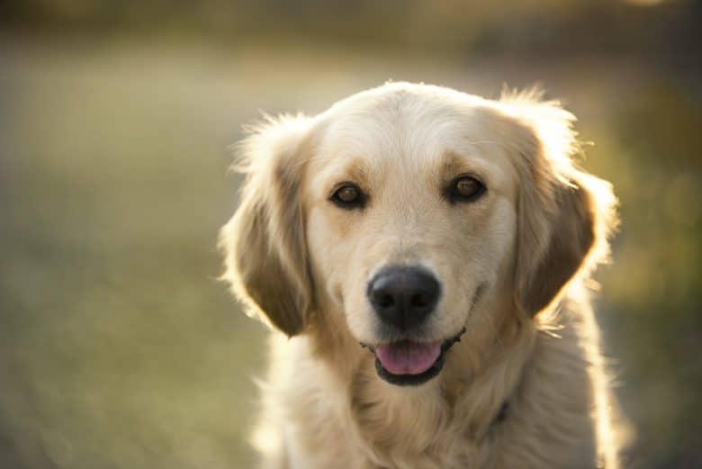 A smiling Golden Retriever
