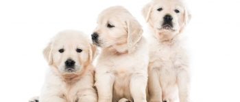 Meet the Golden Retriever puppies