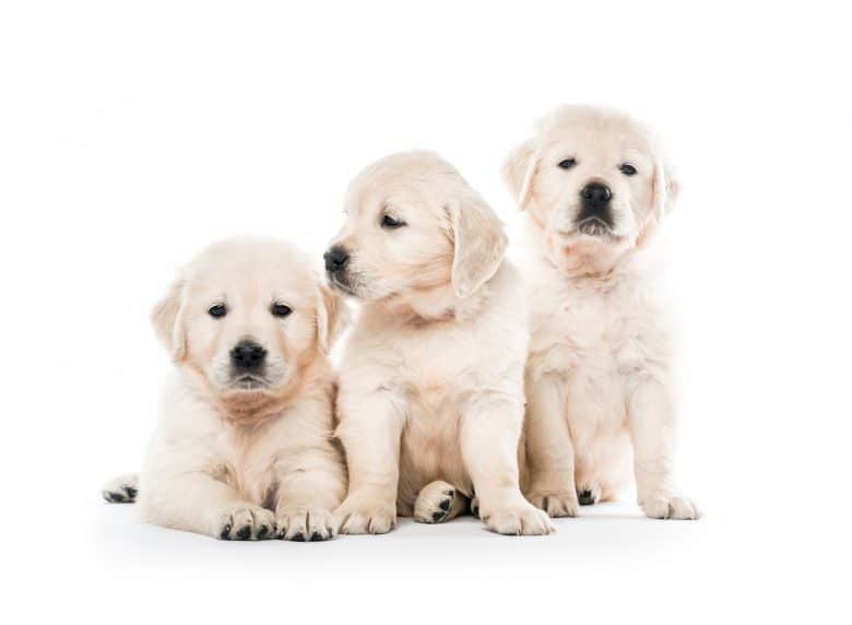 Meet the Golden Retriever puppies