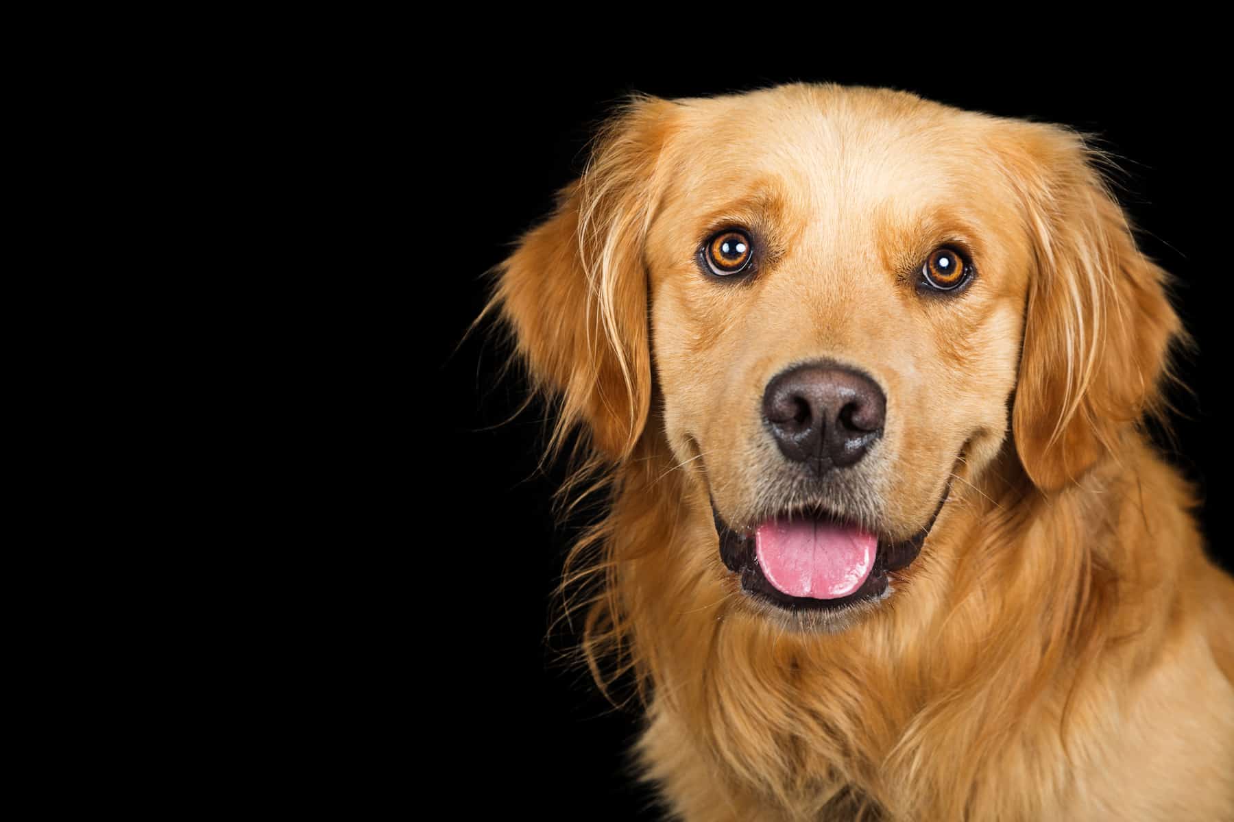 Golden Retrievers vs. Labradors Which dog is the best? K9 
