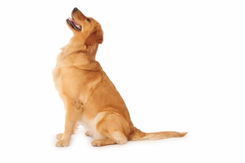 Meet the American Golden Retriever
