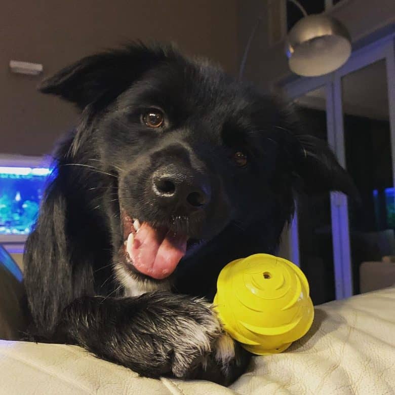 Meet Buzz, the Golden Border Retriever mix