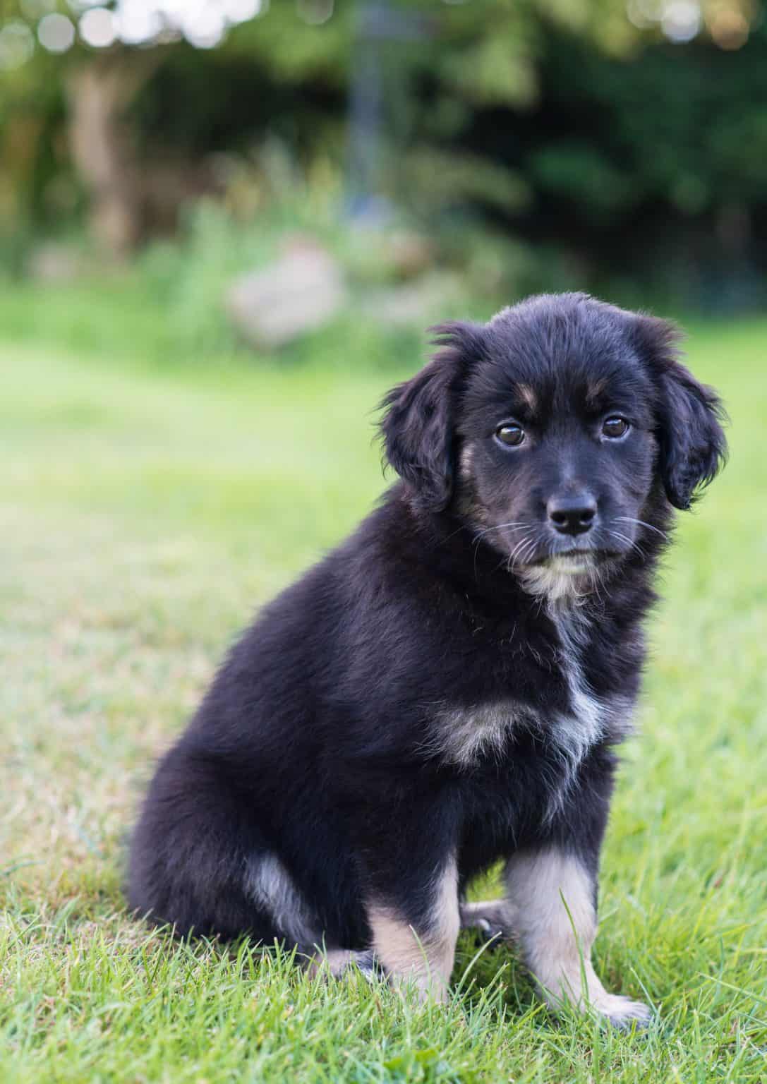 Is the Golden Retriever Border Collie mix perfect for you? K9 