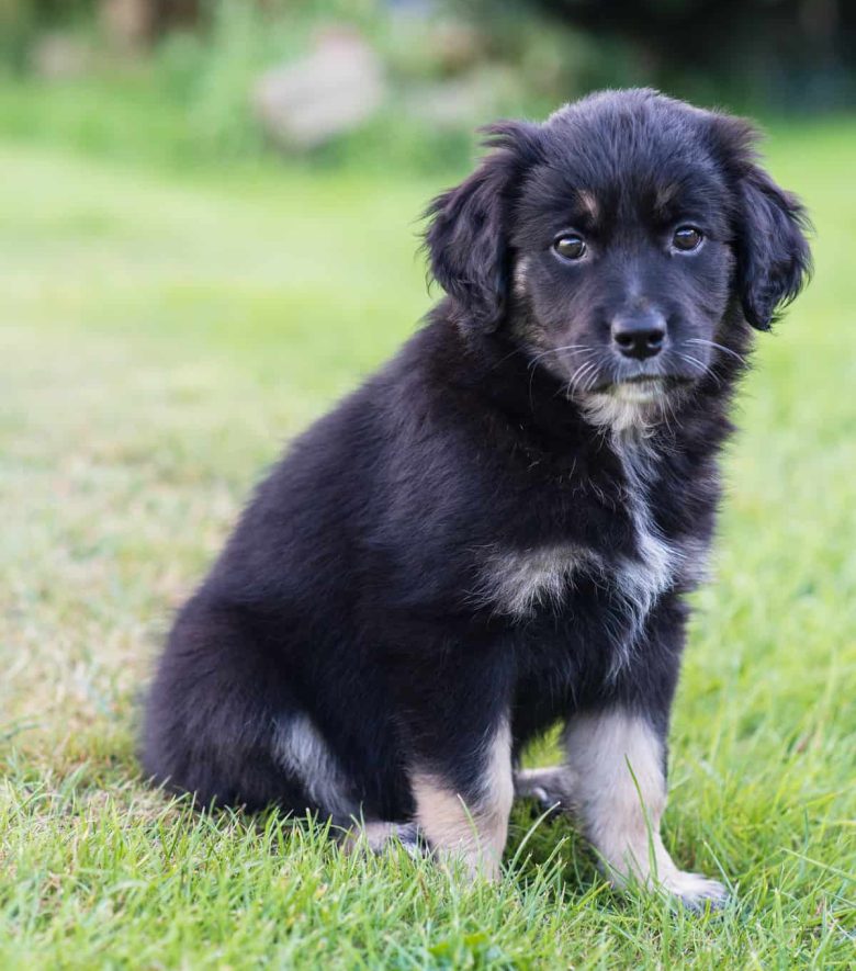 Meet the Golden Retriever Border Collie mix puppy