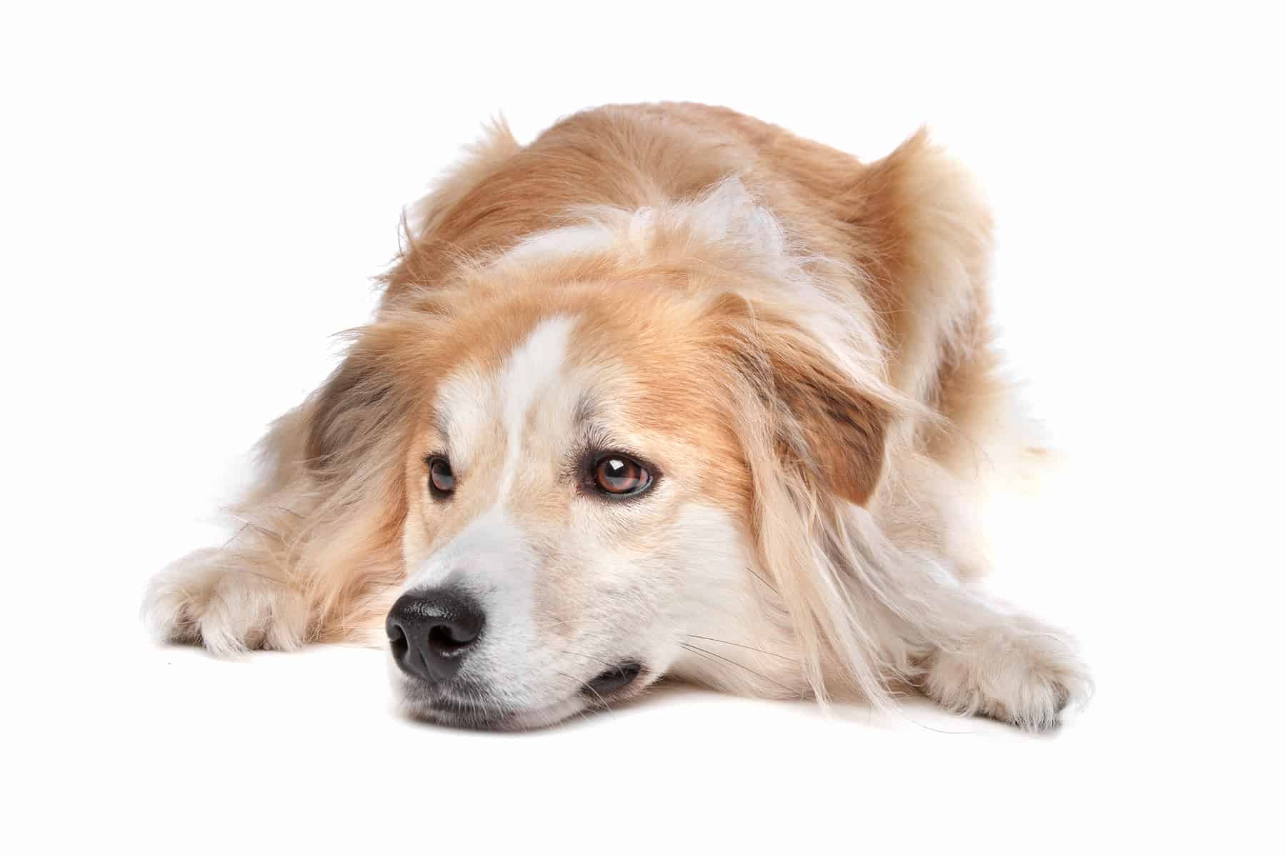 border collie mixed with a golden retriever