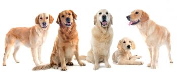 Golden Retriever colors