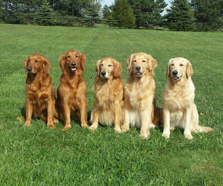 Golden Retriever Colors The Standard & Rare Golden Coat Colors K9 