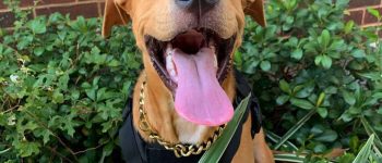 Golden Retriever Pitbull mix puppy