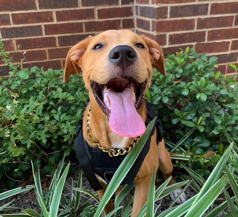 Meet Elliot, the Golden Retriever Pitbull Mix