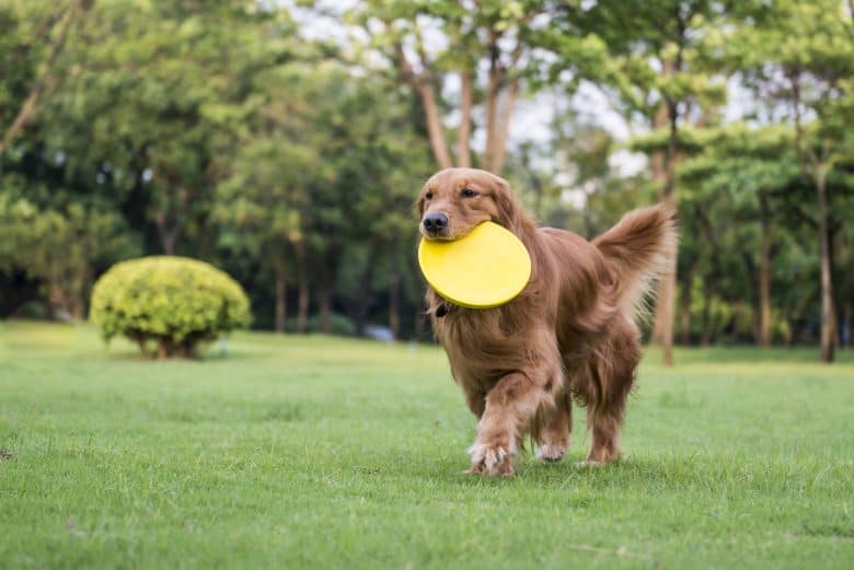 An adult Golden Retriever playing frisbee