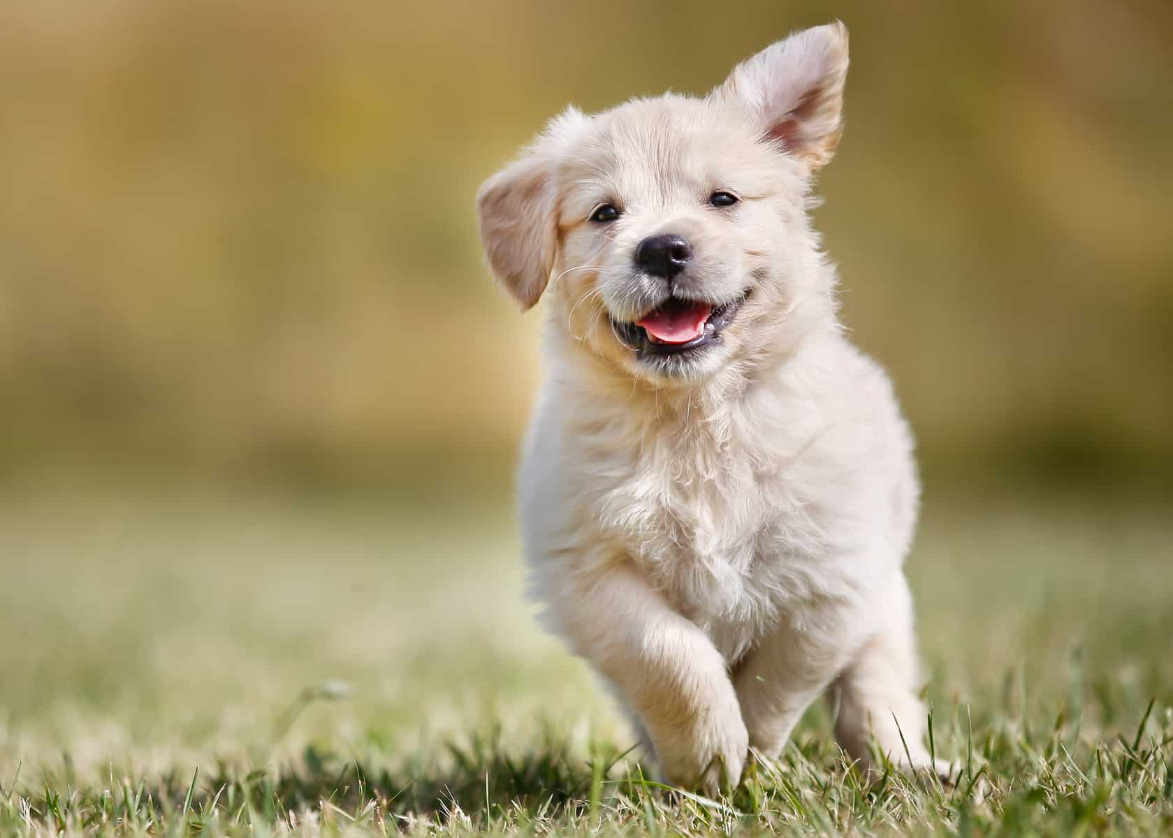 average cost of golden retriever puppy