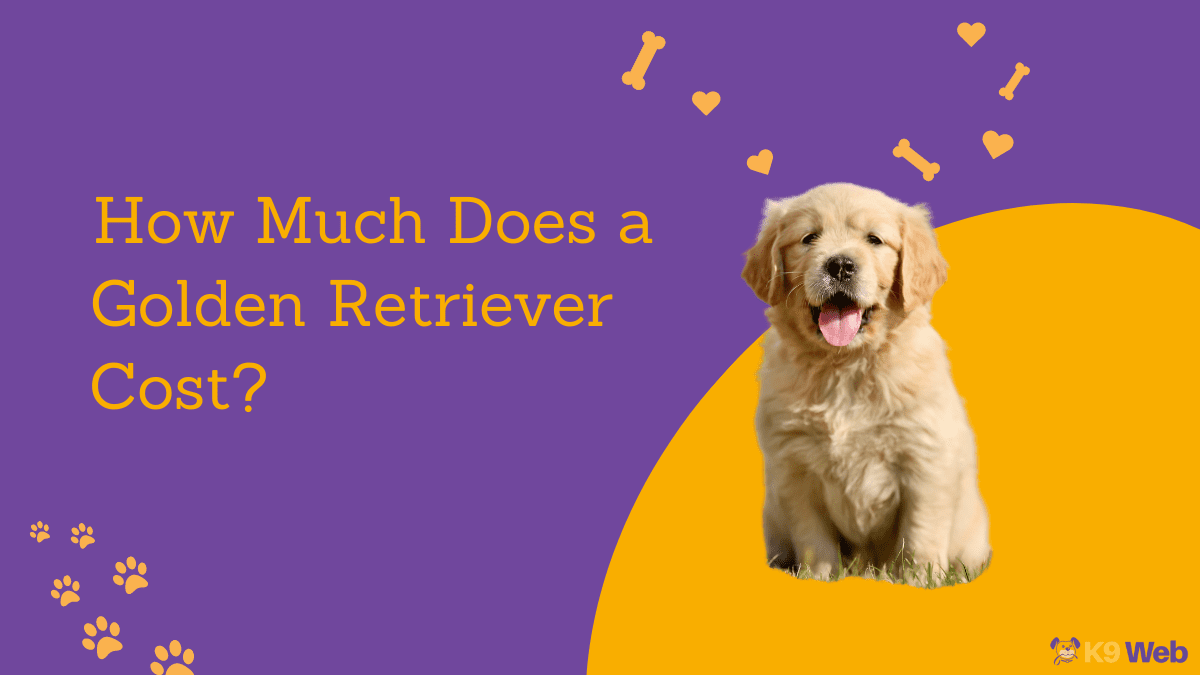 Golden Retriever Price Guide