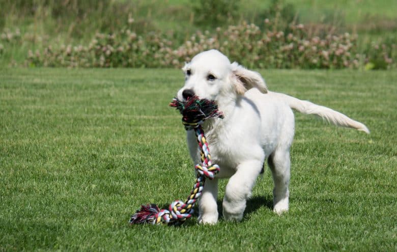 A Golden Retriever puppy walking on a grass