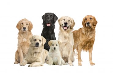 Meet the Golden Retrievers