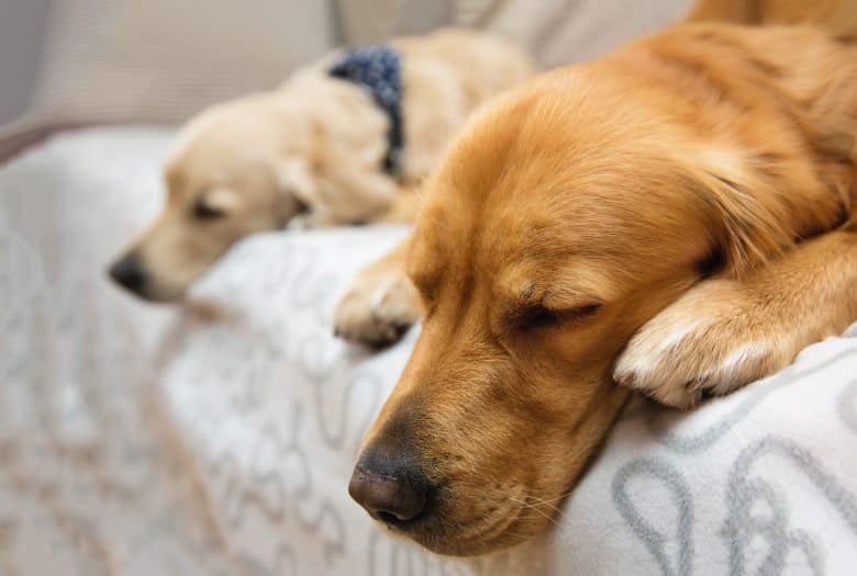 The sleeping Yellow and Red Golden Retrievers