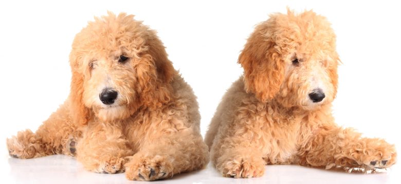 Two Goldendoodle puppies