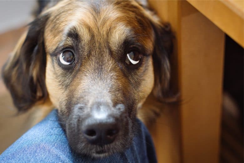 Meet Sonny, the Golden Retriever Border Collie mix