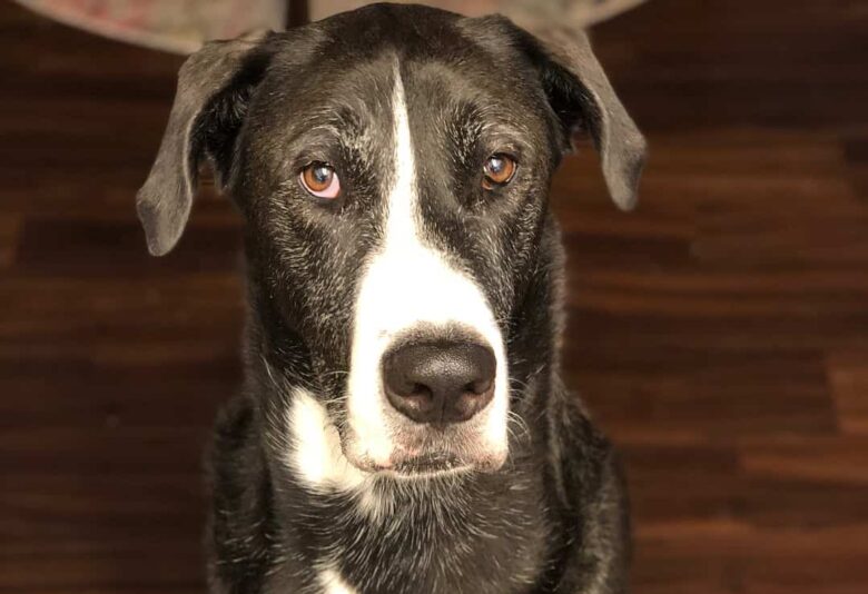 Meet the Great Dane & Alaskan Malamute mix