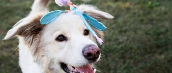 Golden Pyrenees mix dog