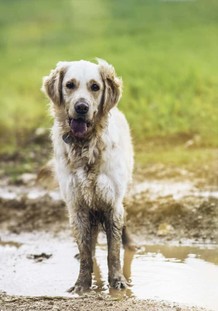 Grooming your White Golden Retriever