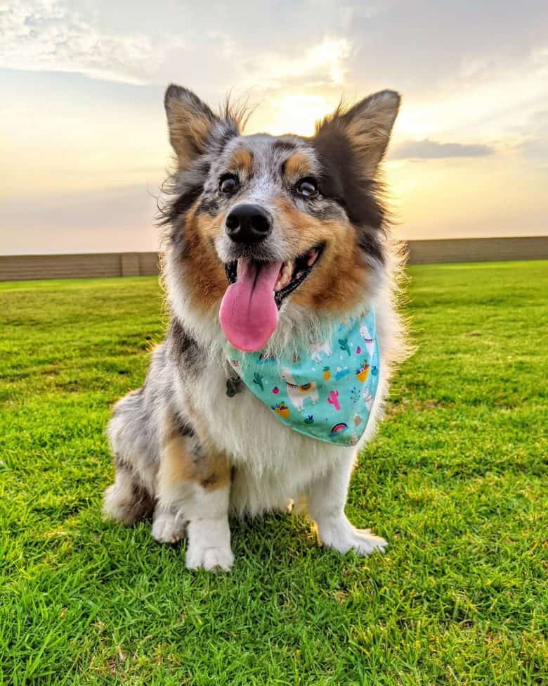 australian shepherd corgi mix