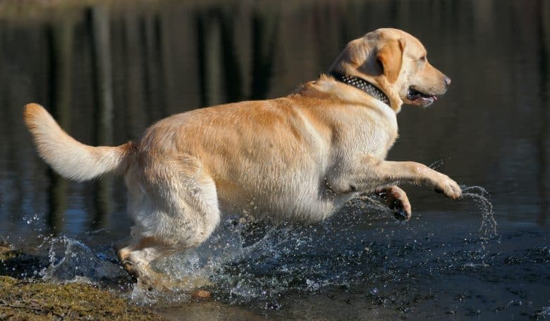 A young Labrador running through a river