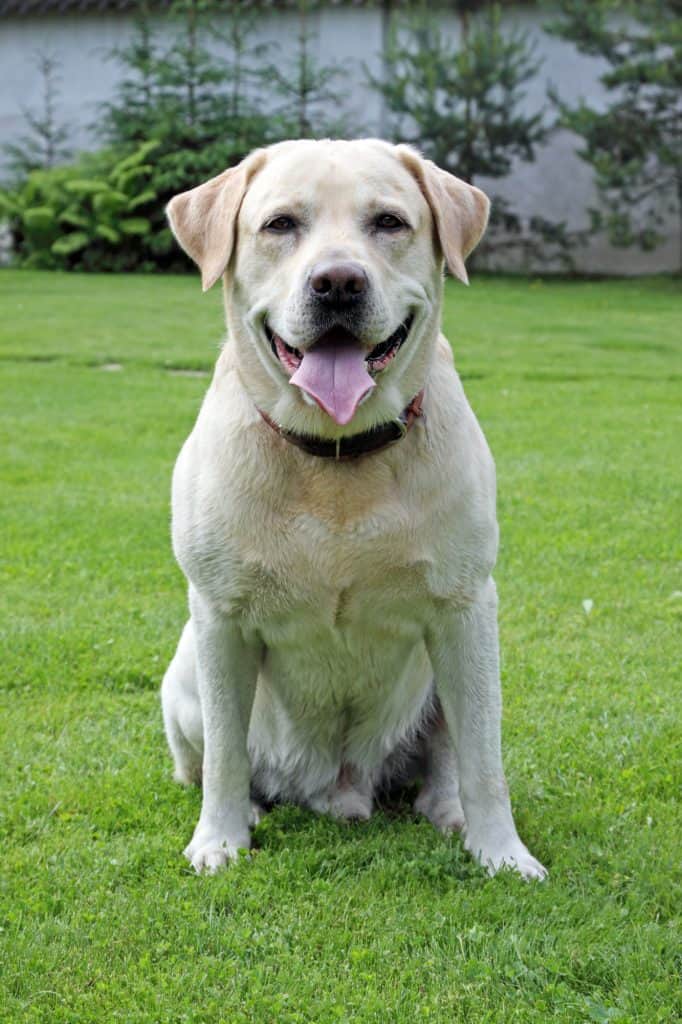 A smiling Labrador Retriever