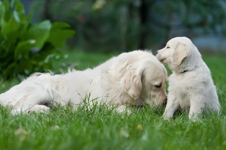 Meet the Light English Golden Retrievers