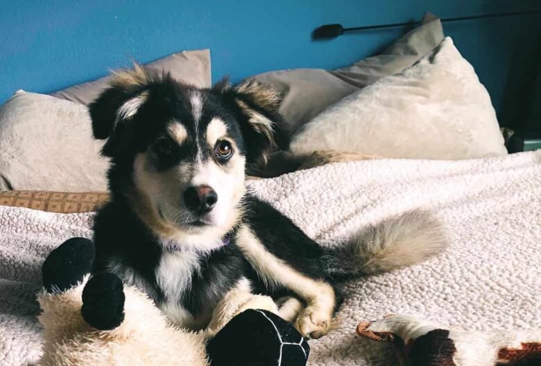 Malamute mix puppy