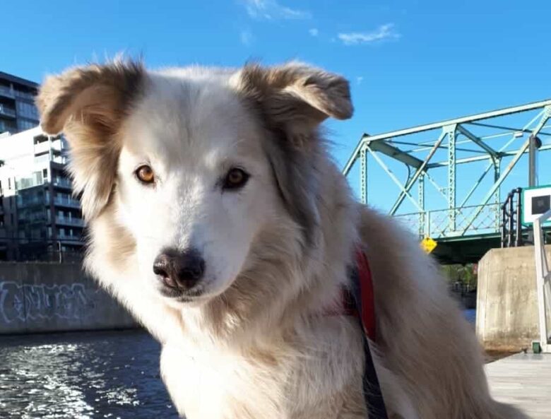 Meet the Great Pyrenees & Alaskan Malamute mix
