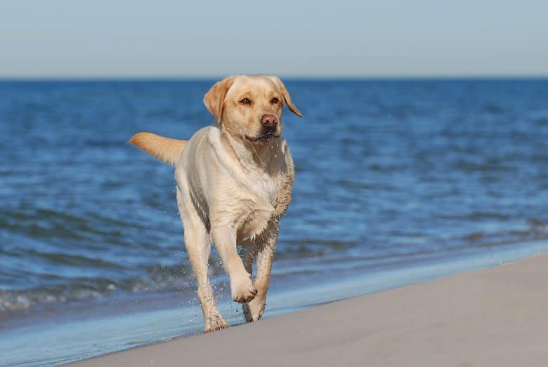 An American Labrador walking on the beach