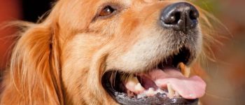 The smiling Red Golden Retriever dog