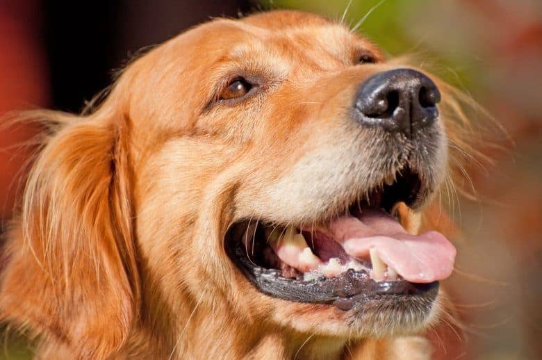 The smiling Red Golden Retriever dog