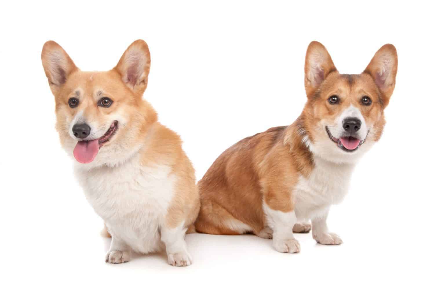 Is the Australian Shepherd mix a good family dog? K9 Web