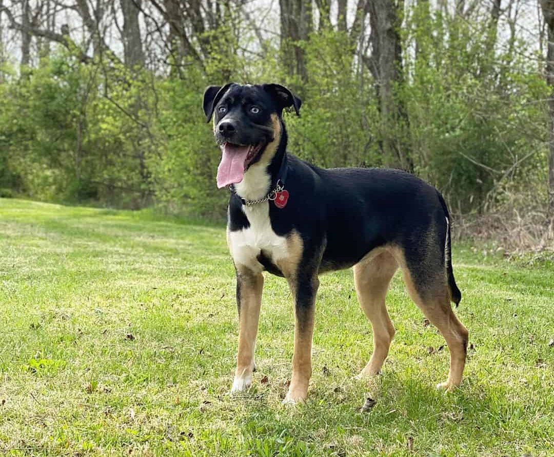 Malamute Mixes 23 Different Alaskan Malamute Crossbreeds K9 Web