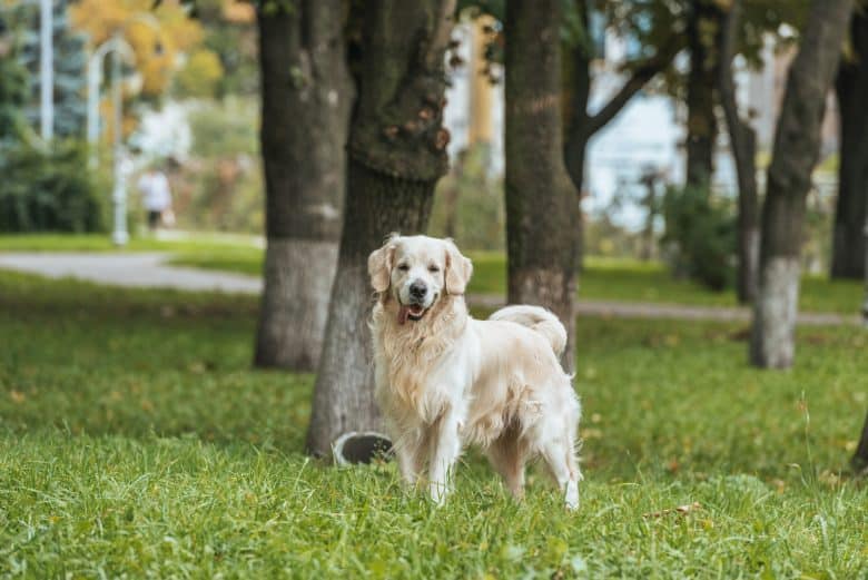 Une femme assise sur un canapé caressant un agriculteur de retriever jaune