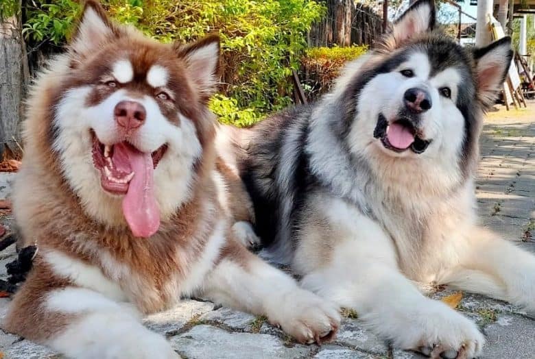 Meet Jake and Titan, the Giant Alaskan Malamute dogs