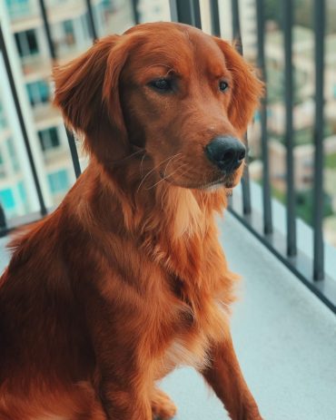Golden Retriever Colors: The Standard & Rare Golden Coat Colors - K9 Web