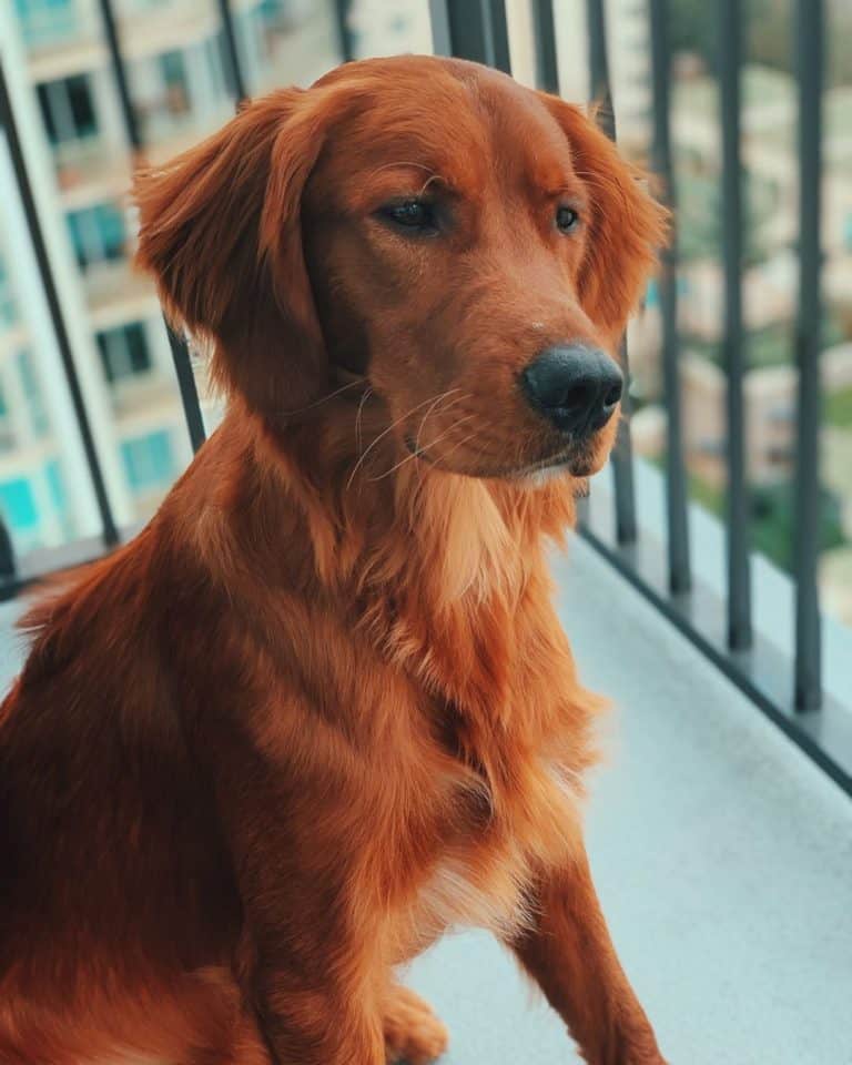 Golden Retriever Colors: The Standard & Rare Golden Coat Colors - ReD GolDen Retriever 1 768x960