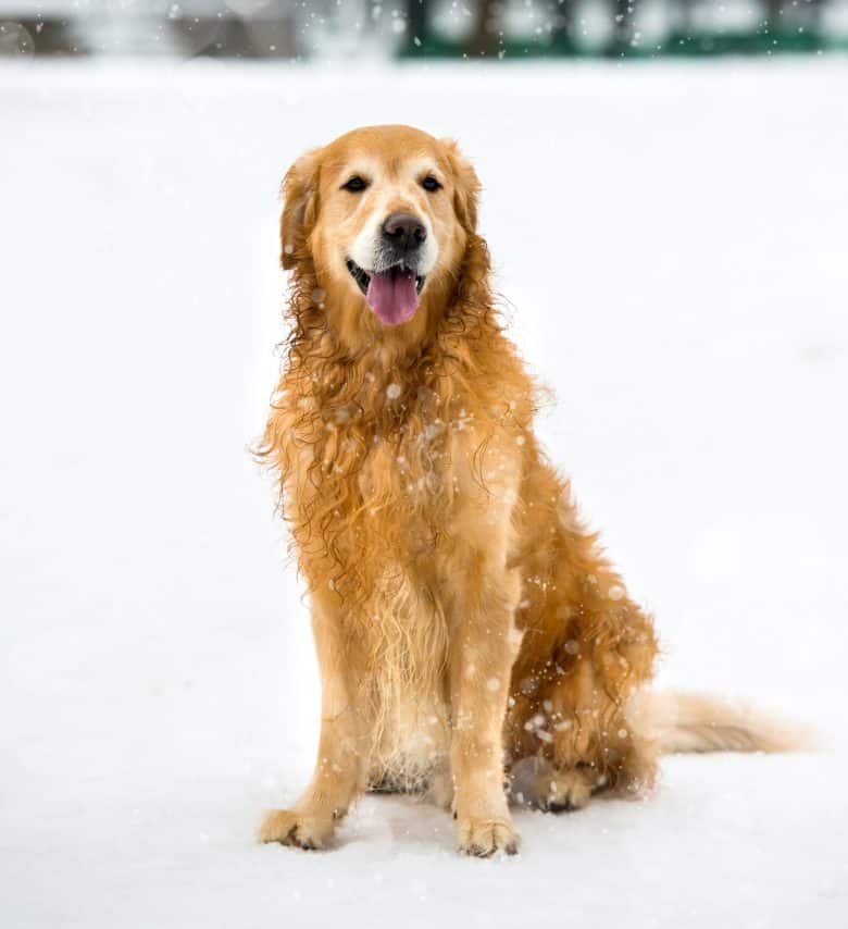The beautiful Red Golden Retriever in the snow