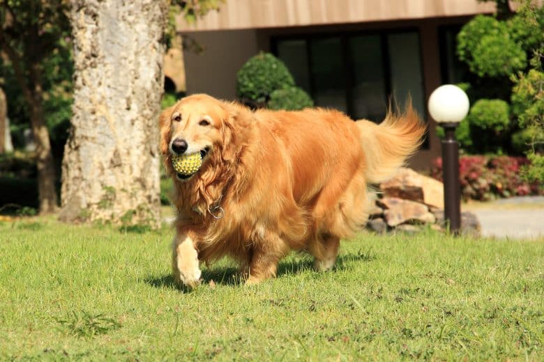 The energetic Red Golden Retriever