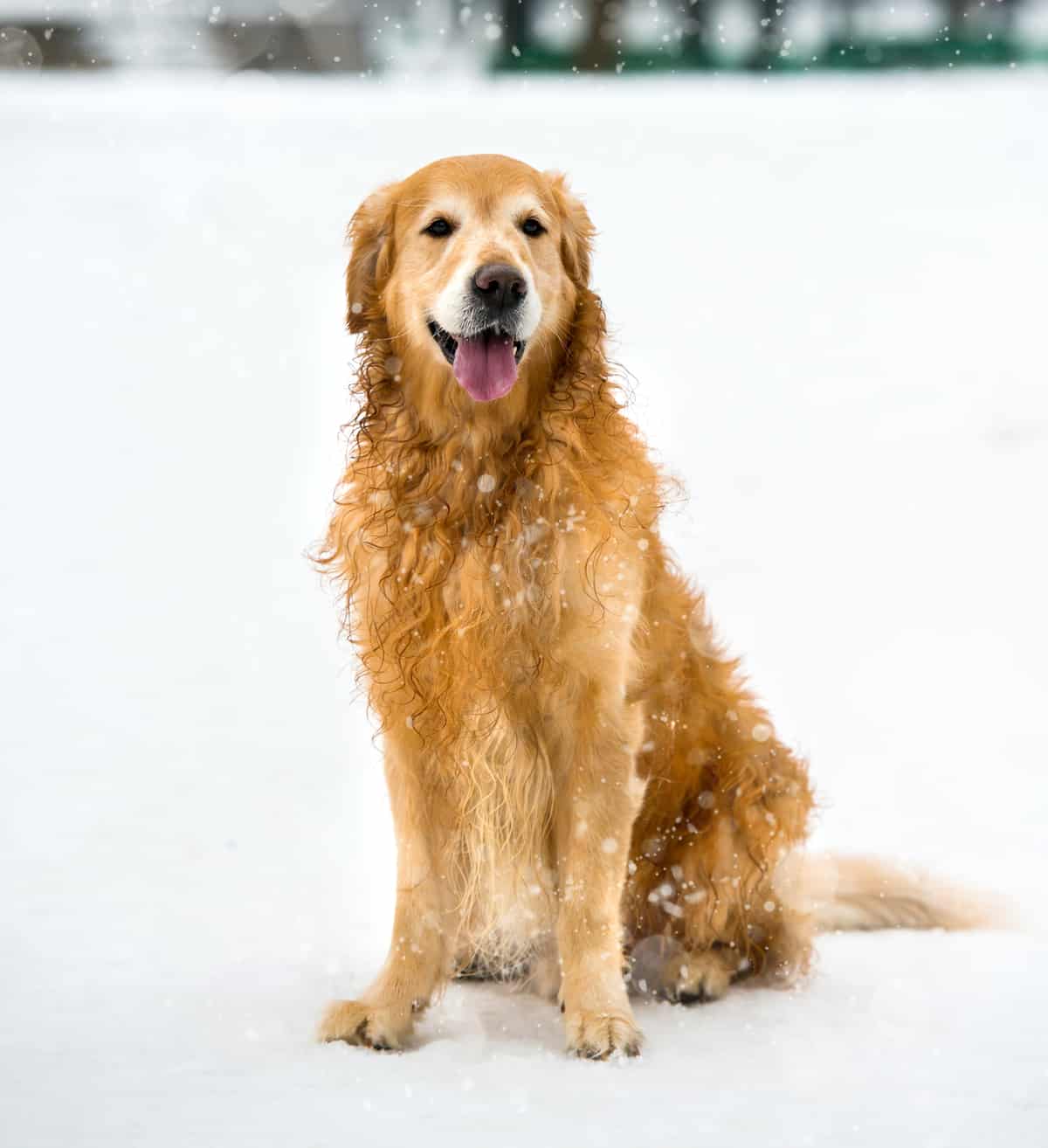 Golden Retrievers Information & Insurance Costs | ManyPets