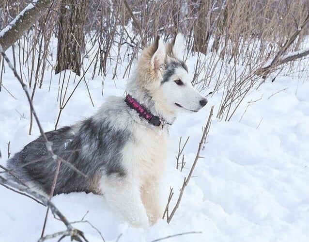 Meet the Samoyed Alaskan Malamute mix