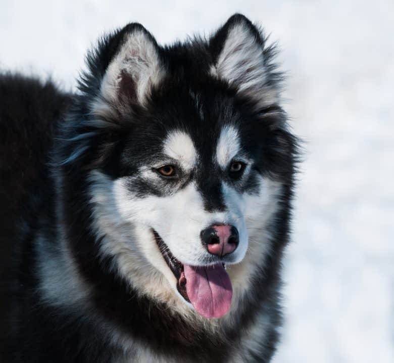 Malamute Mixes 23 Different Alaskan Malamute Crossbreeds K9 Web