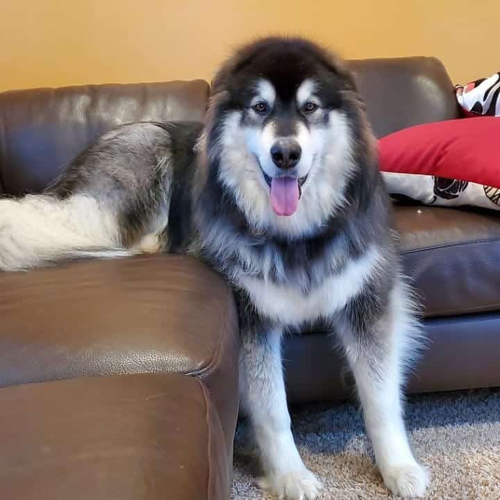 rocky mountain malamutes