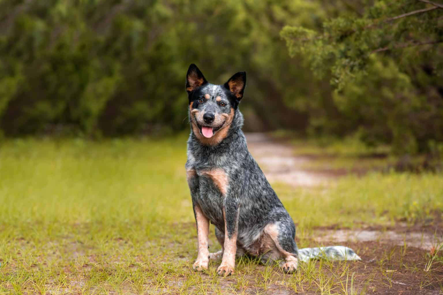 Is the Australian Shepherd Blue Heeler mix right for you K9 Web