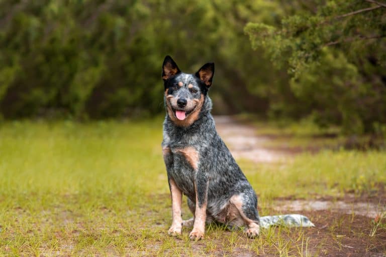 Is the Australian Shepherd Blue Heeler mix right for you? - K9 Web