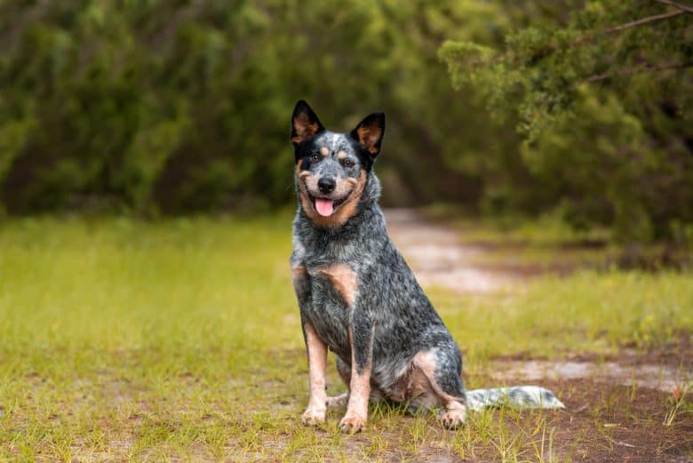 blue heeler mixed with corgi