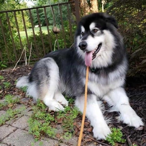 Giant Alaskan Malamute Your Guide to Owning a Giant Mal Dog K9 